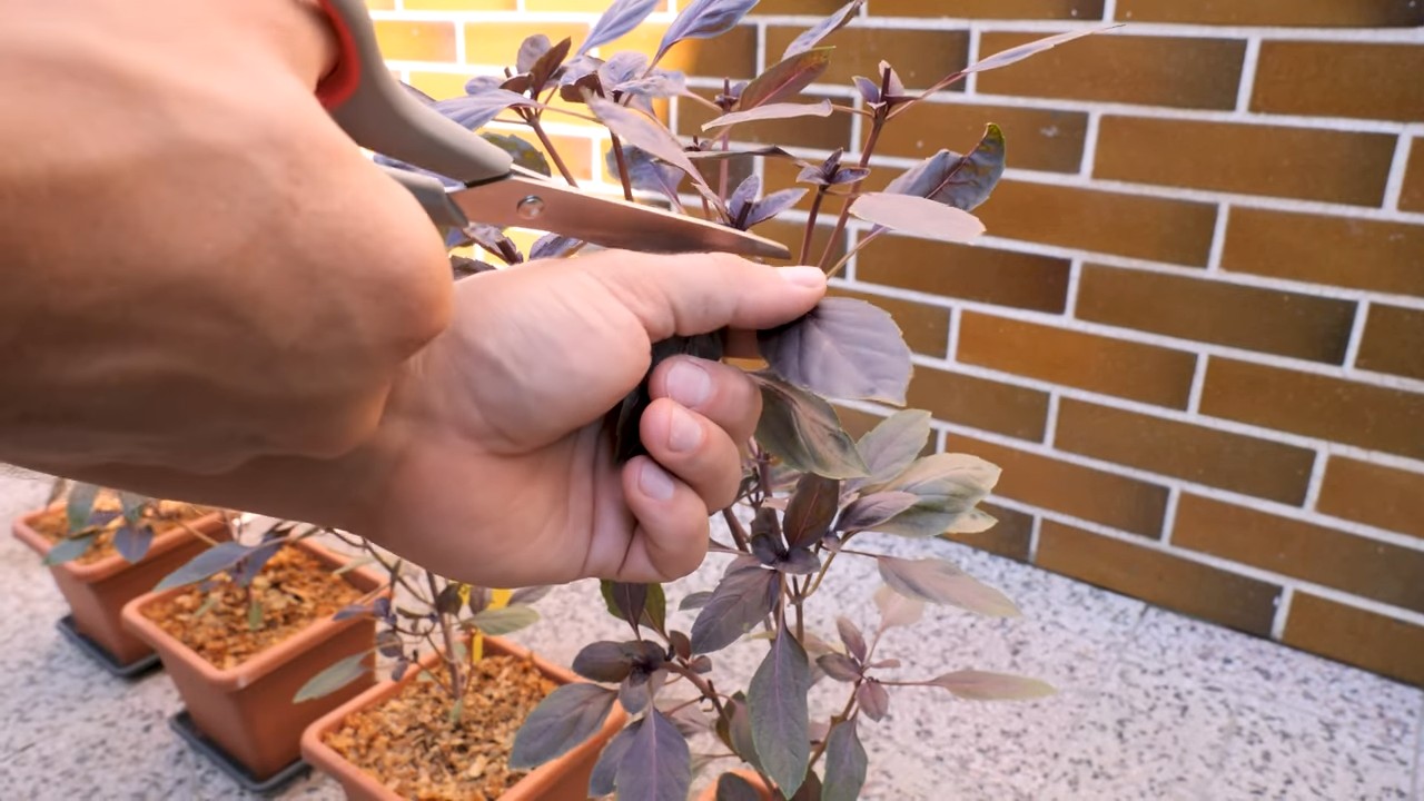 Growing Purple Basil Containers