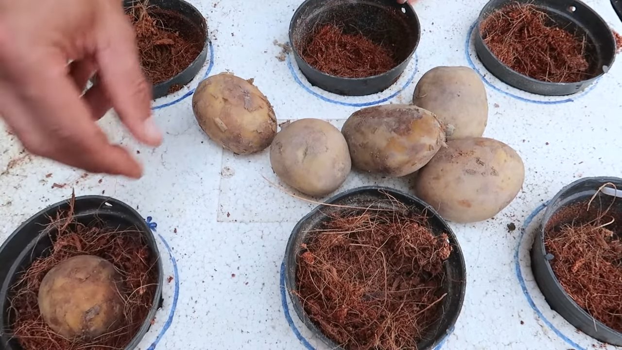 Growing potatoes in water