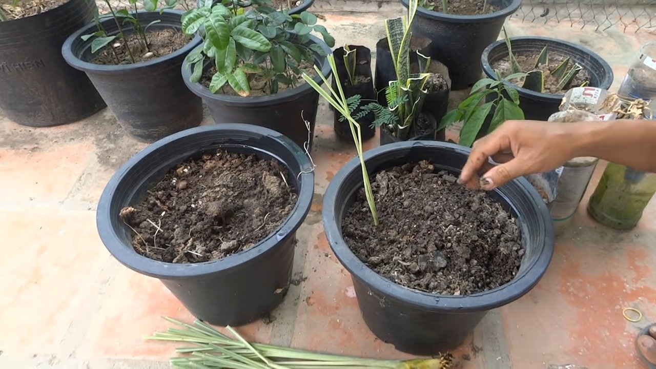 Grow Lemongrass Indoors