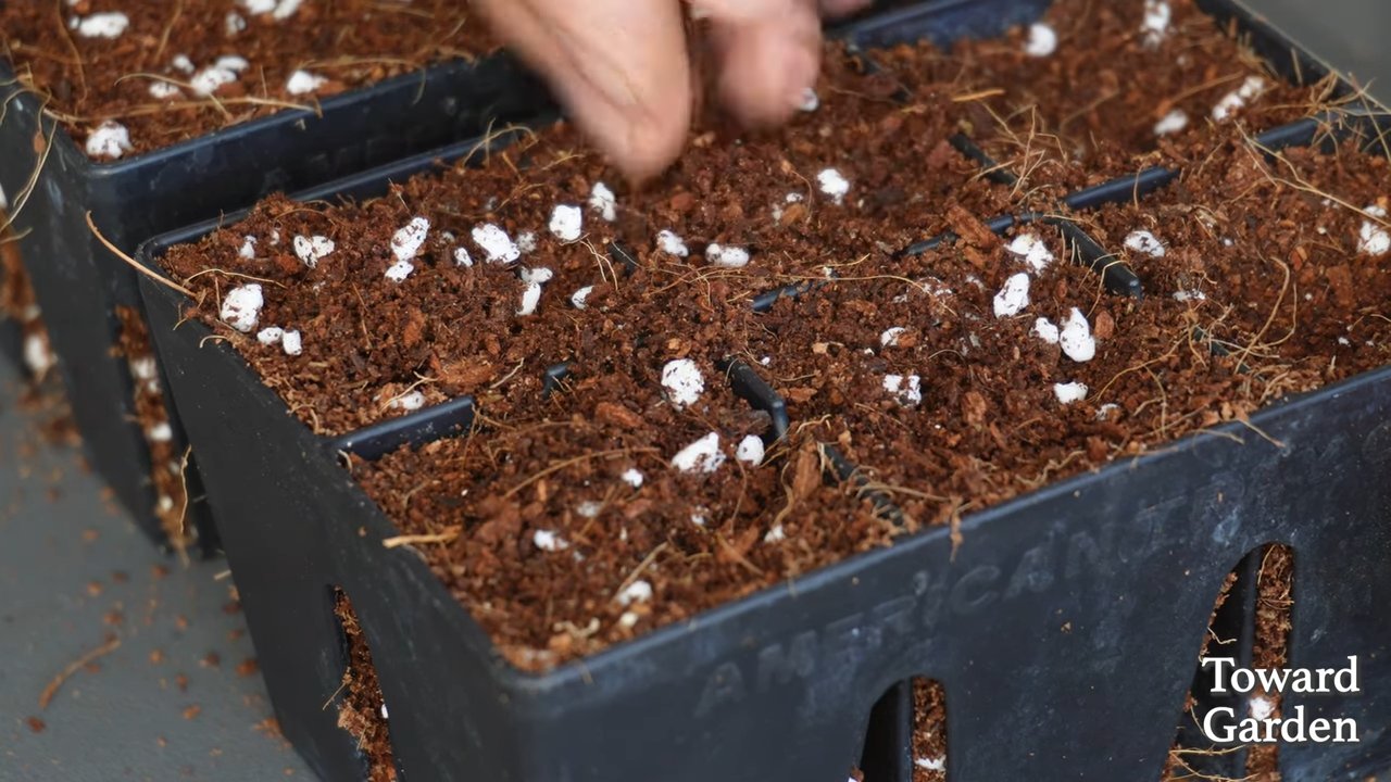 Growing Leeks at Home