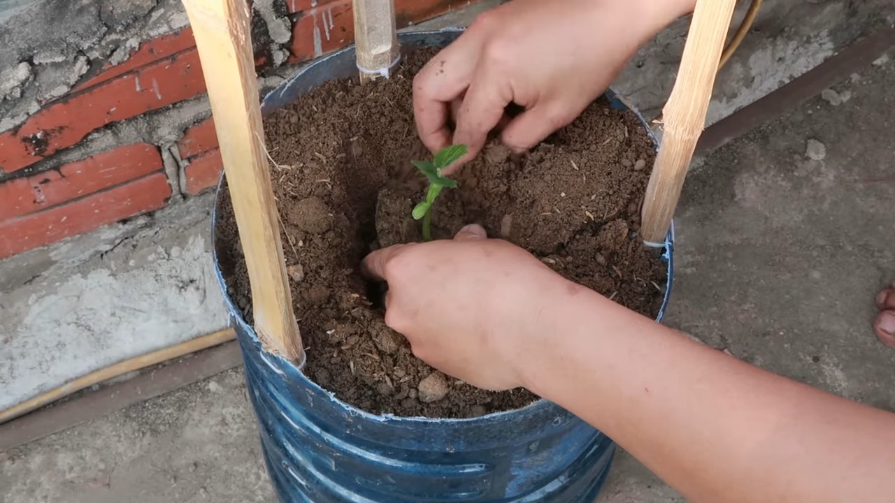 Grow Bitter Melon Terrace