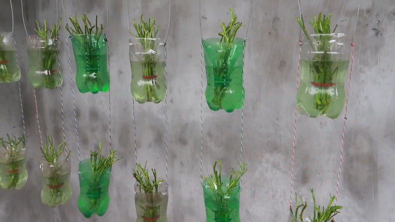 Plastic Bottle Spinach Growing