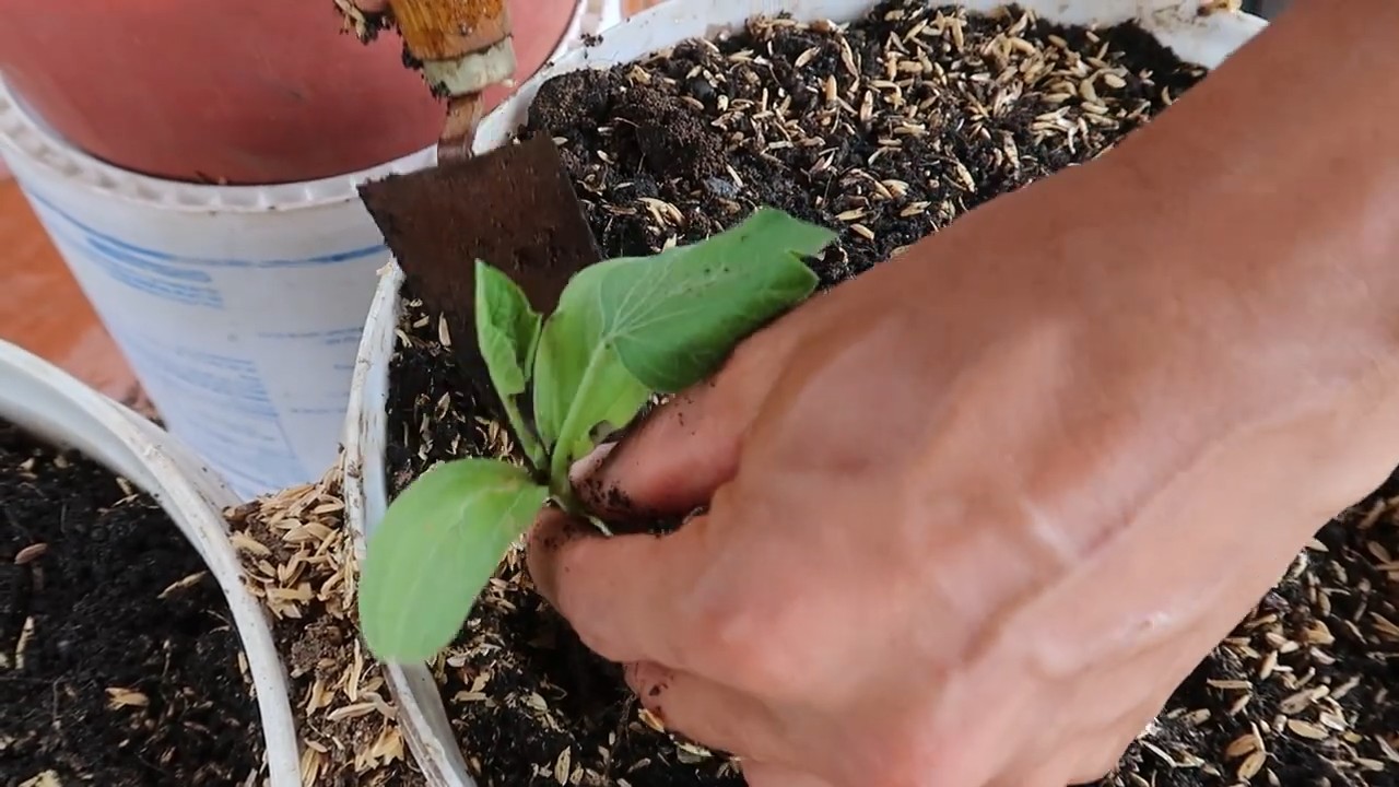 Growing Gourds Successfully