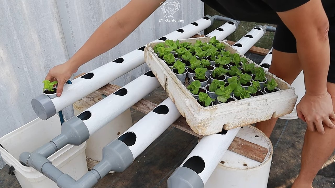 Hydroponic lettuce gardening at home
