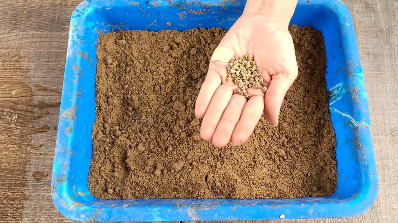 Grow Beets at Home