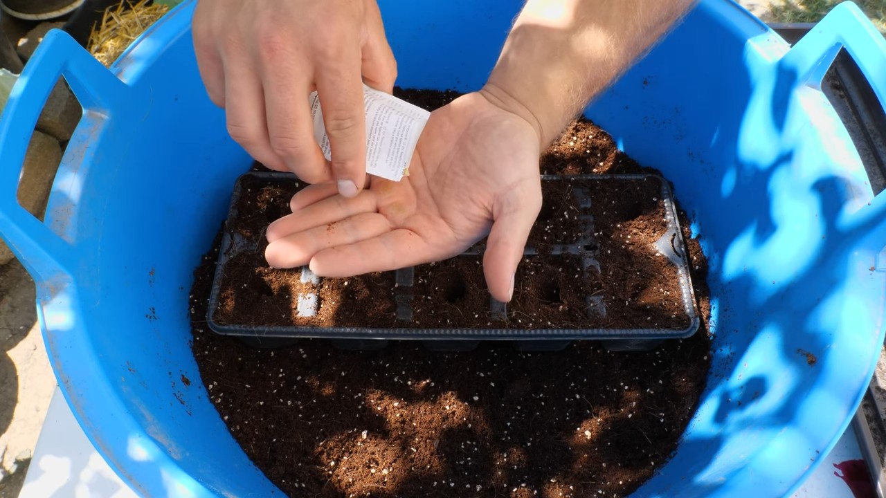 Grow spinach indoors