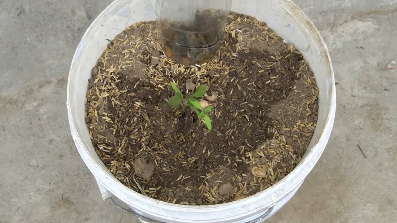 Container tomato growing