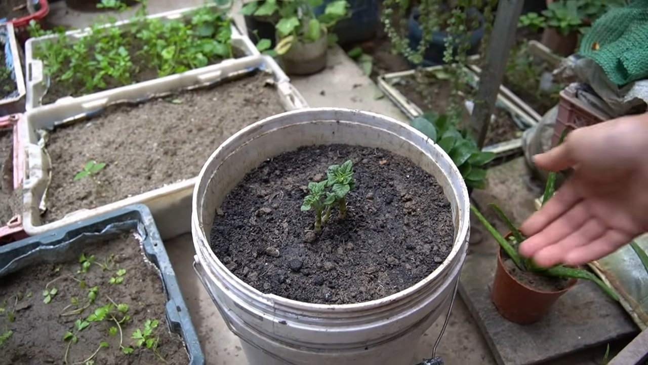 Potato and pepper companion planting