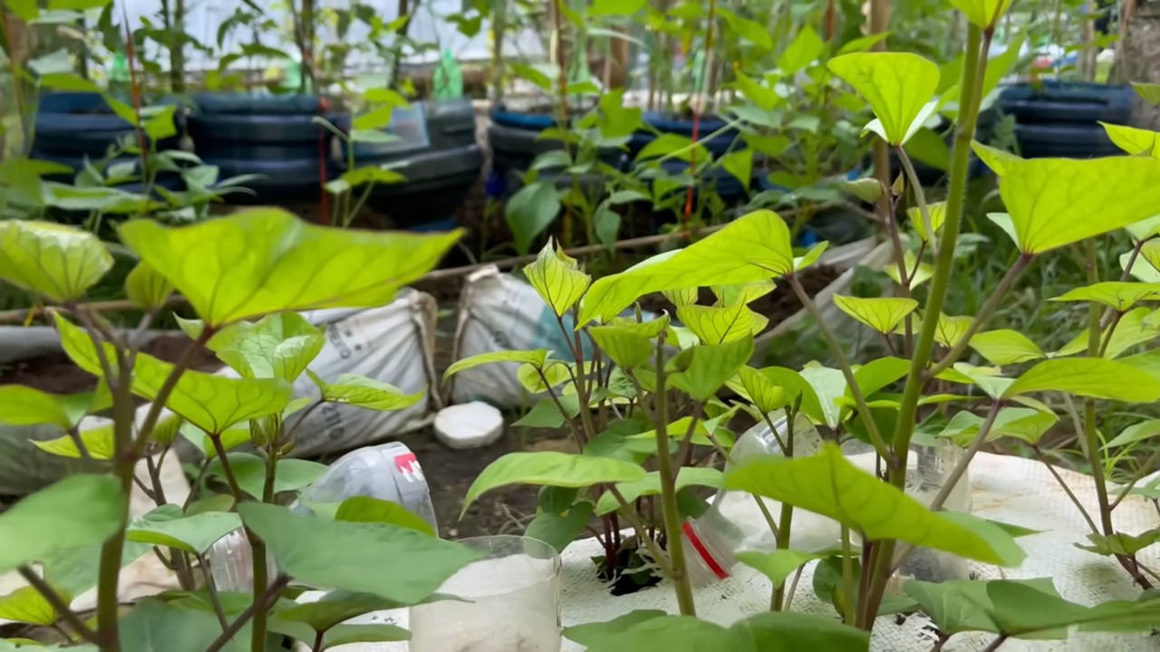 Grow Sweet Potatoes at Home