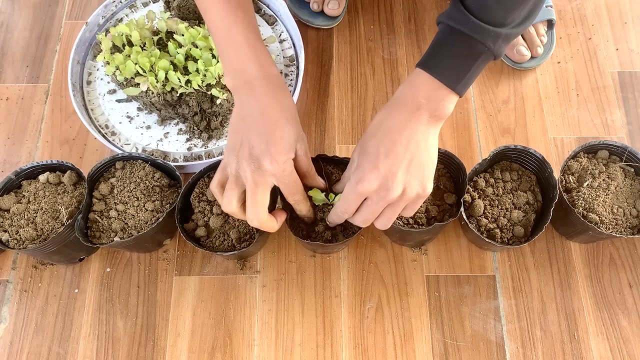 Grow Lettuce Indoors