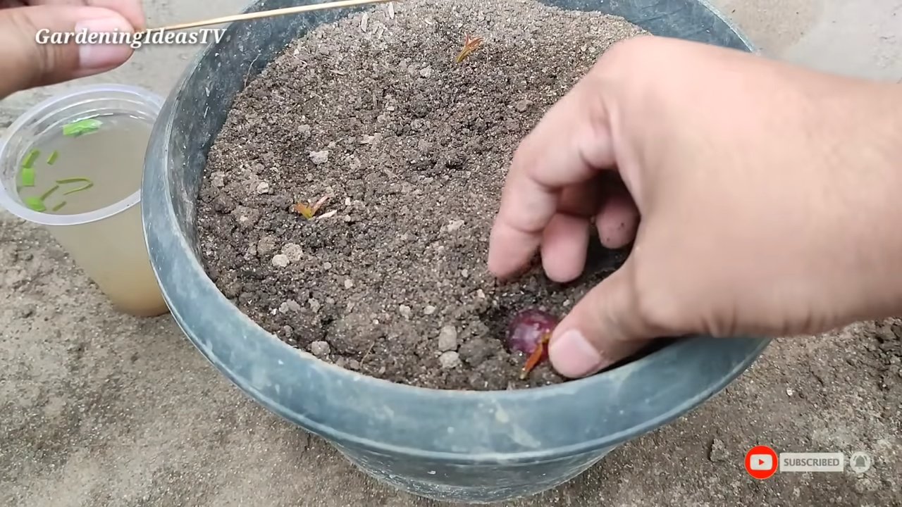 Growing grapevines from store grapes