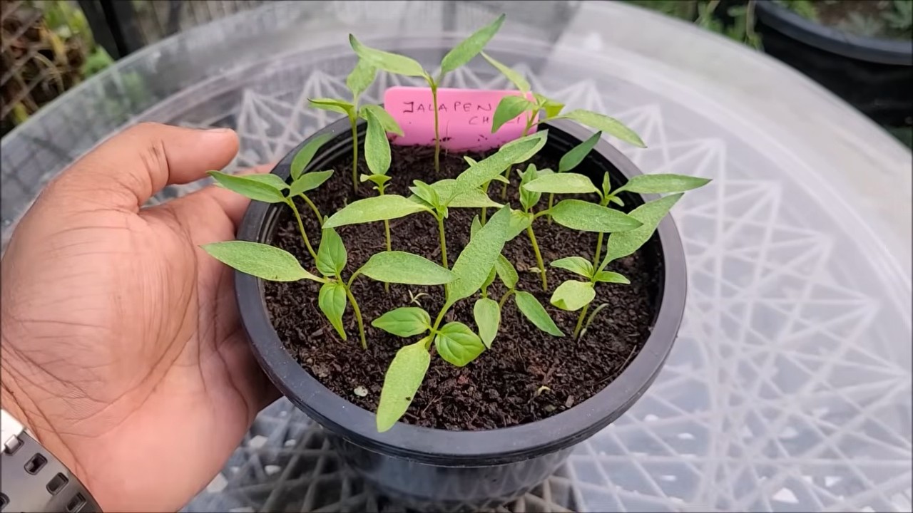 Grow Jalapenos from Seed