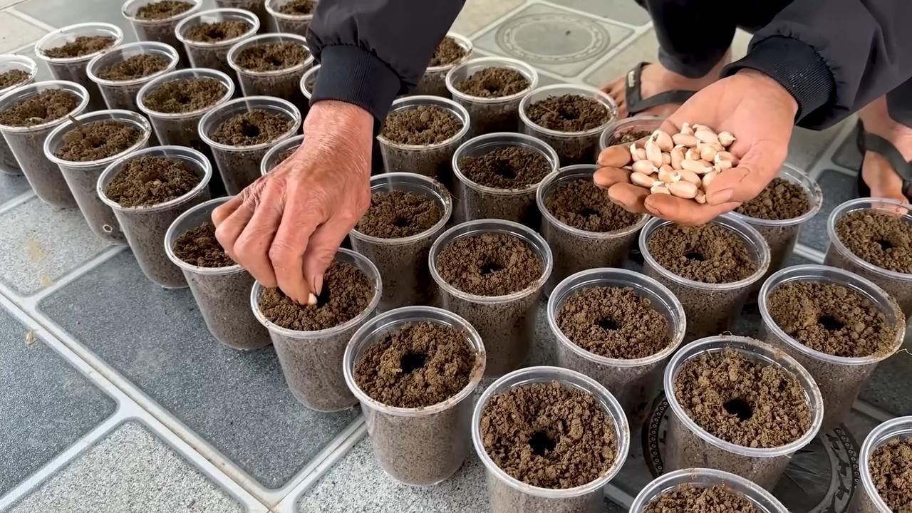 Growing Peanuts in Foam Boxes