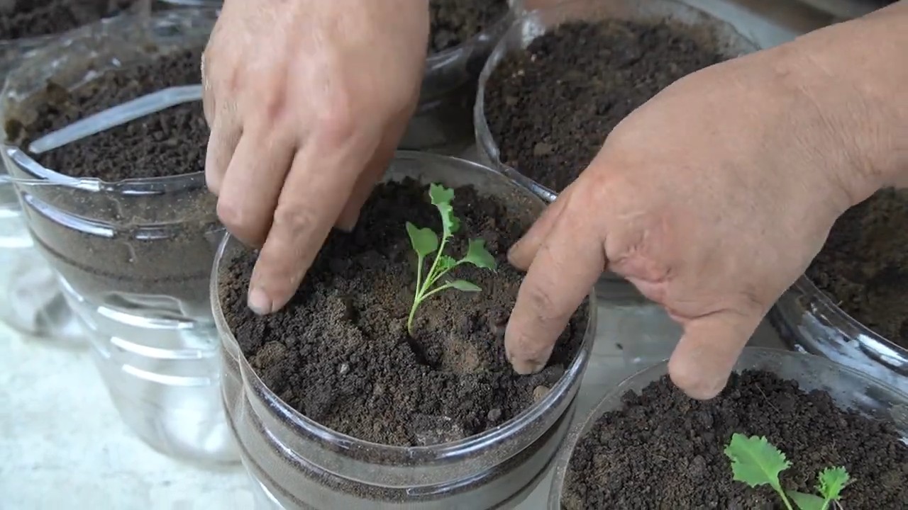 Growing Kale in Bottles