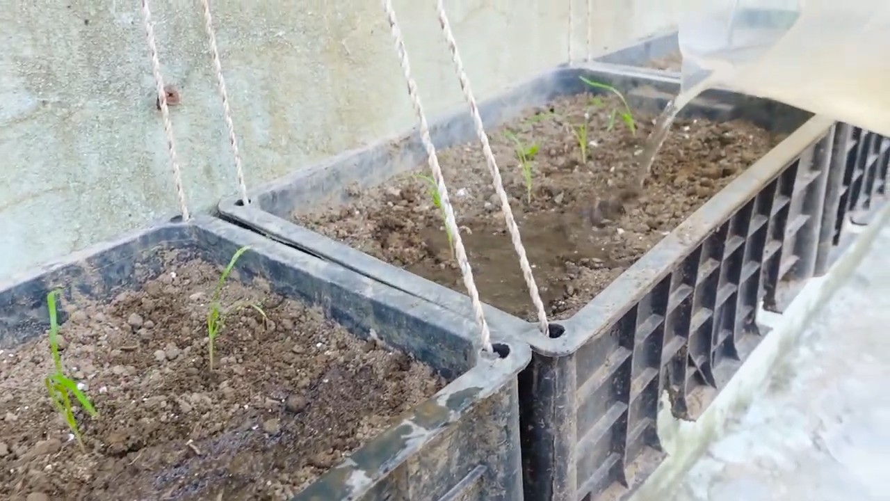 Growing Dill Kitchen Garden