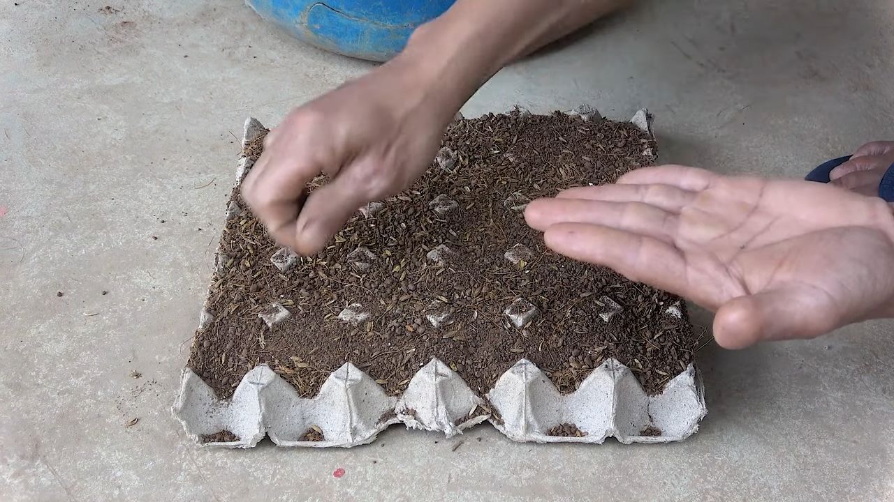 Grow Brussels Sprouts Home