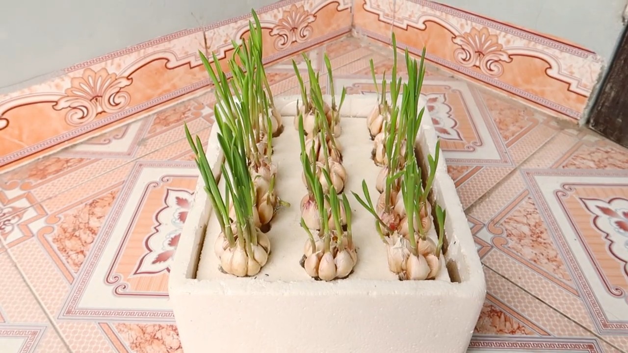 Grow Garlic Indoors
