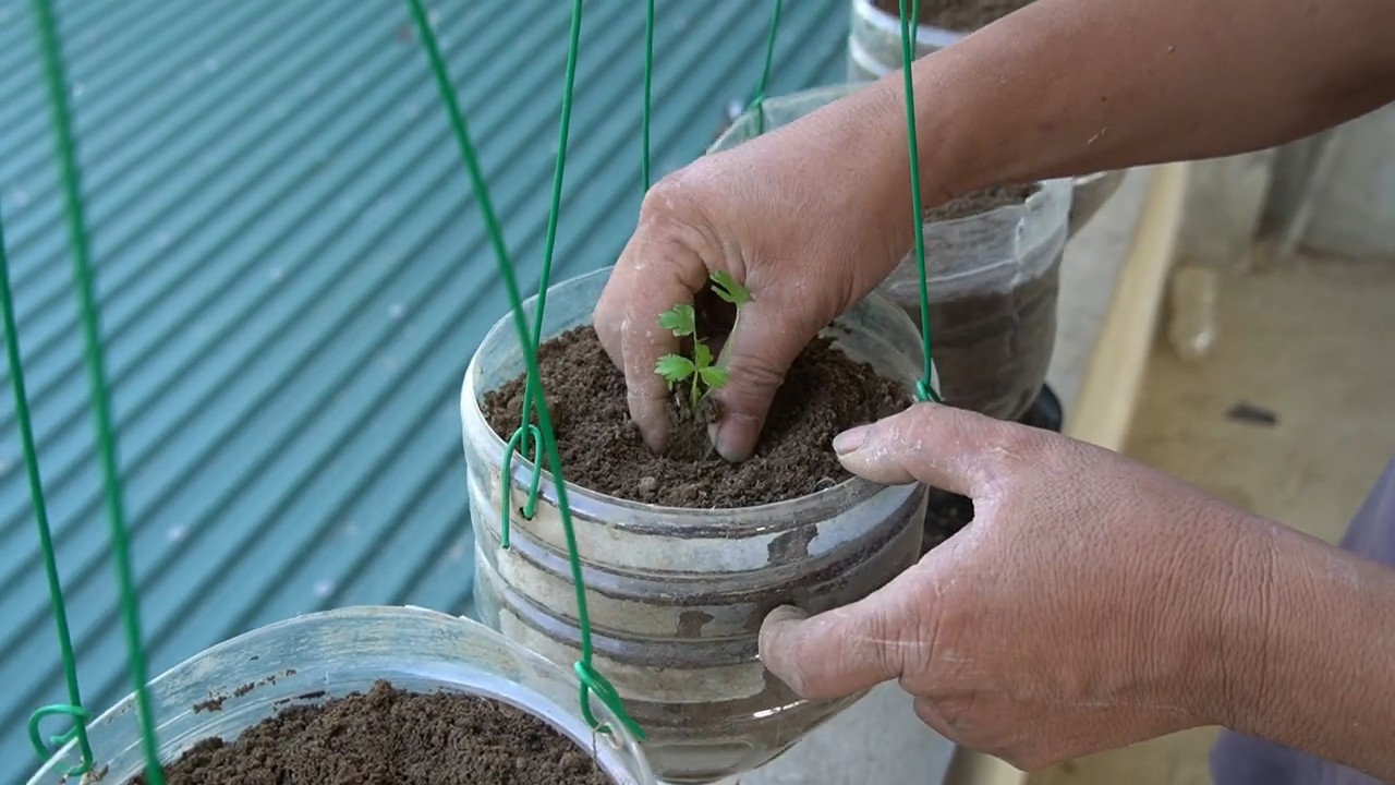 DIY hanging garden celery
