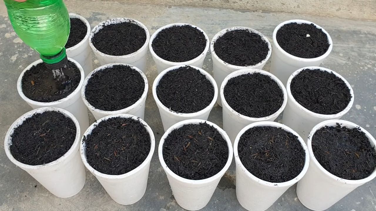 Growing Okra at Home