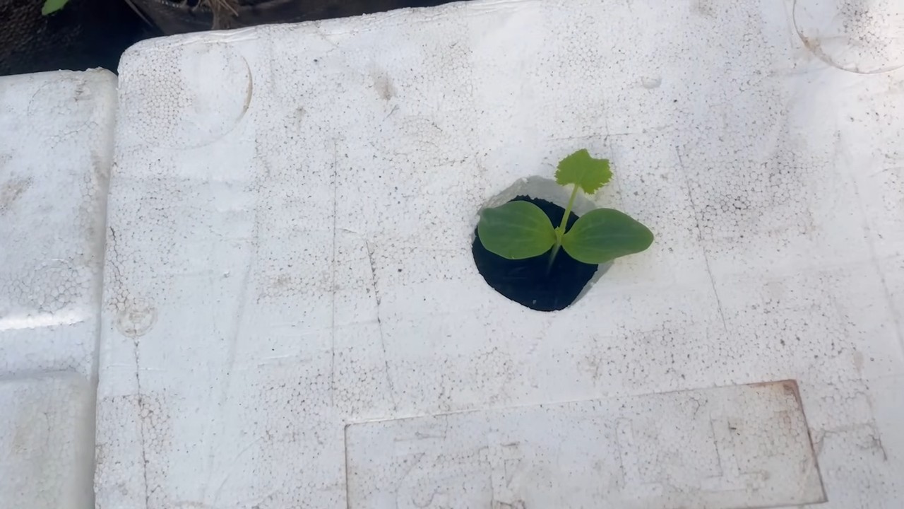 Zucchini growing tips