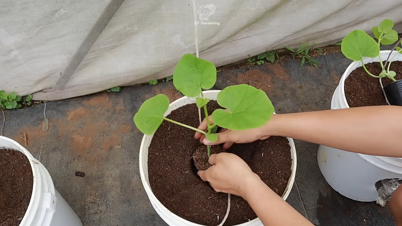 Growing Sweet Melons Easily