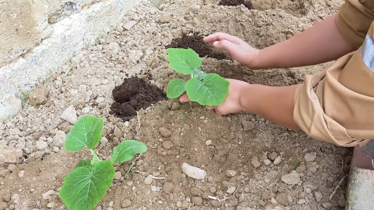 Bottle Gourd Urban Gardening