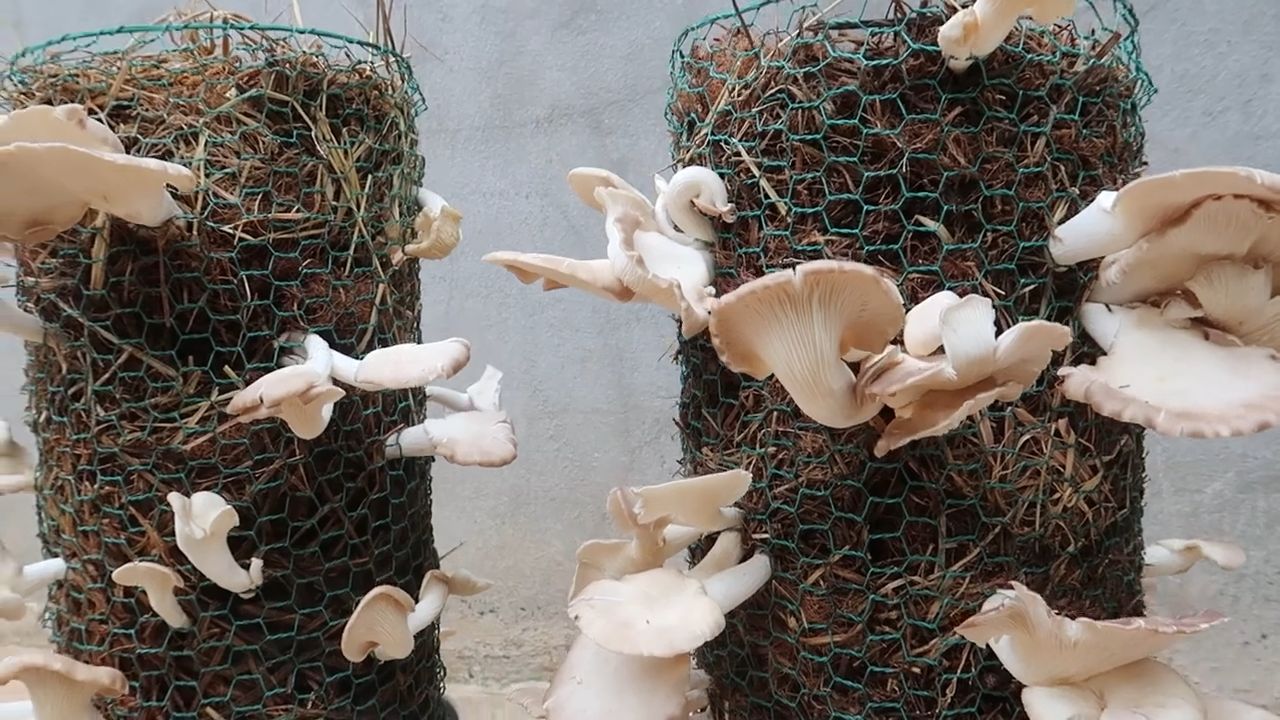 Mushroom Harvesting Stress Free System