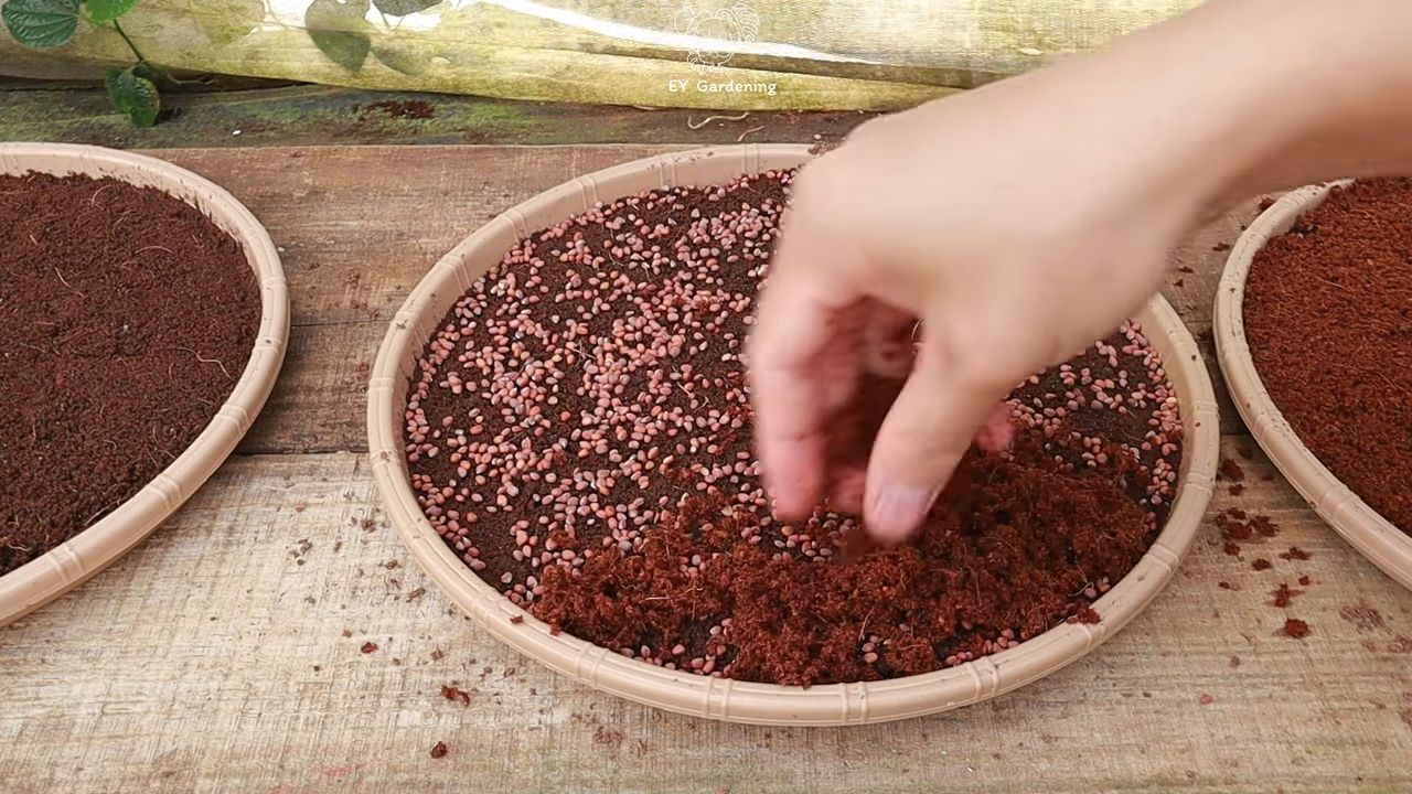 Indoor Sprout Growing Beginners
