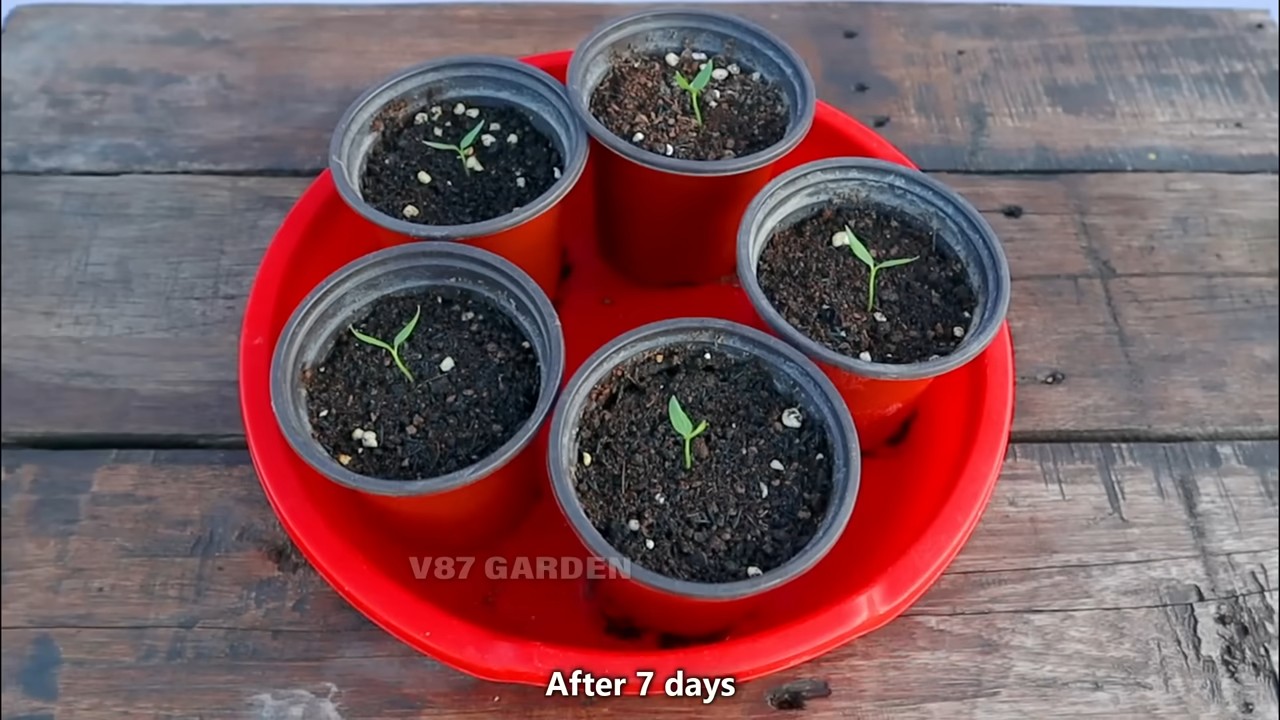 Grow Chili Peppers in Pots