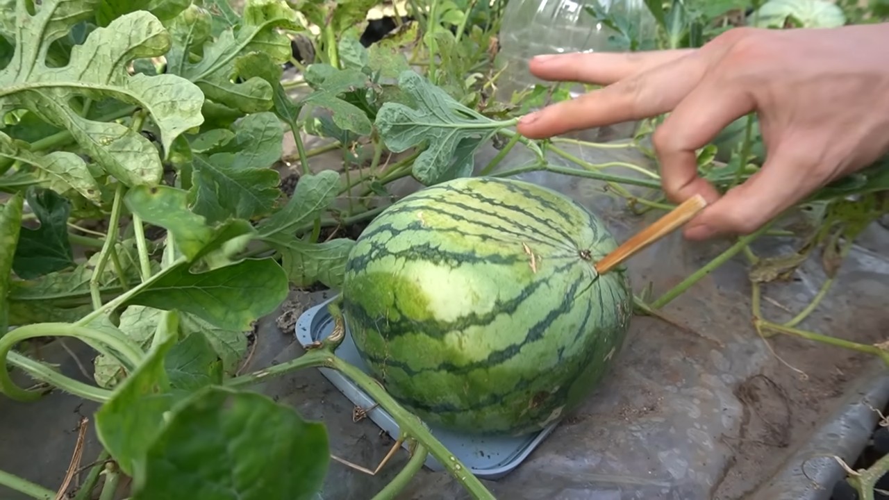 Grow Square Watermelons