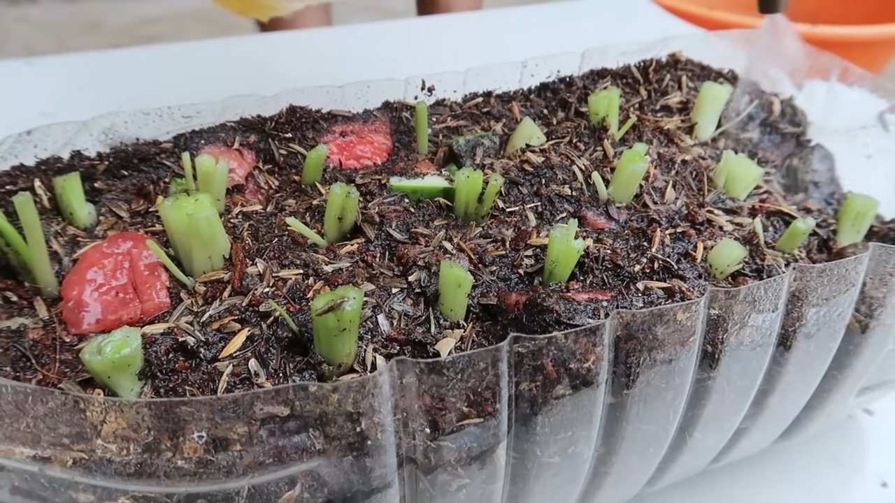 Consistent Celery Harvest
