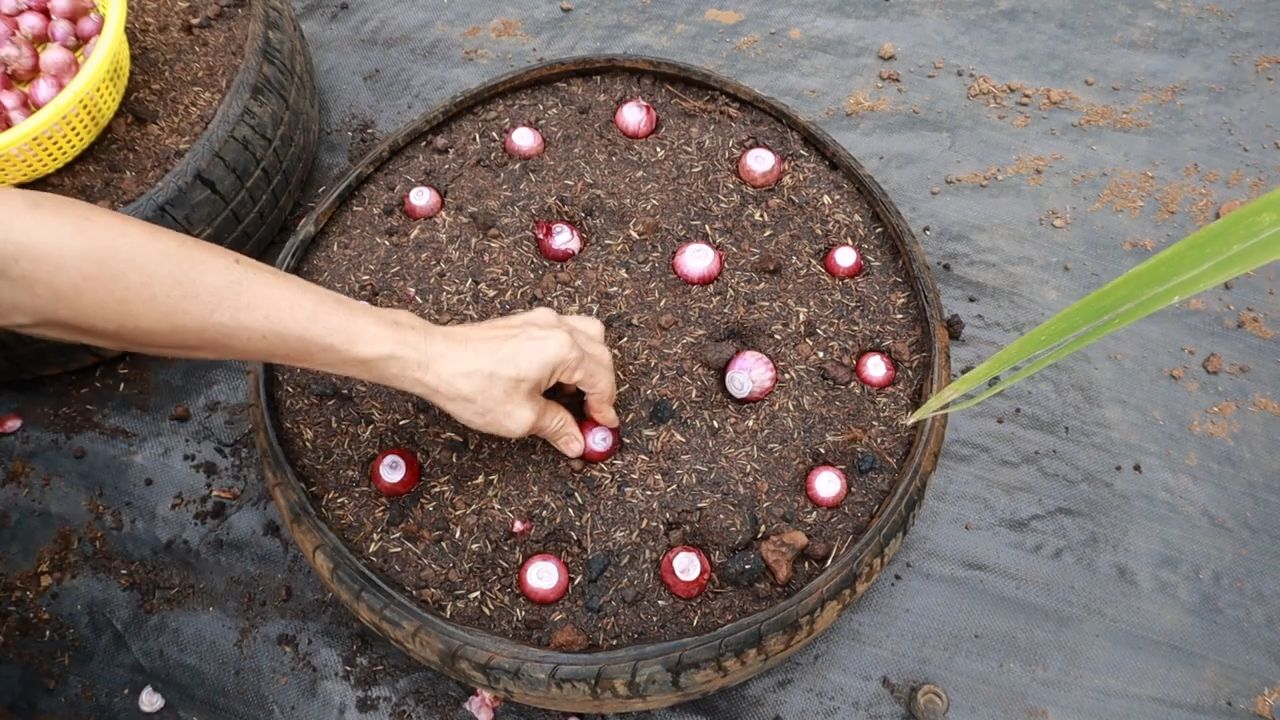 Growing Big Onions at Home
