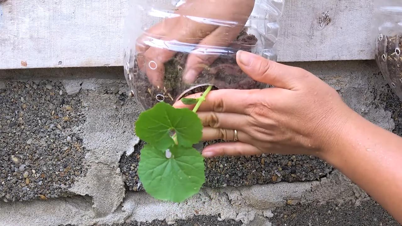 Grow Bitter Melon Balcony