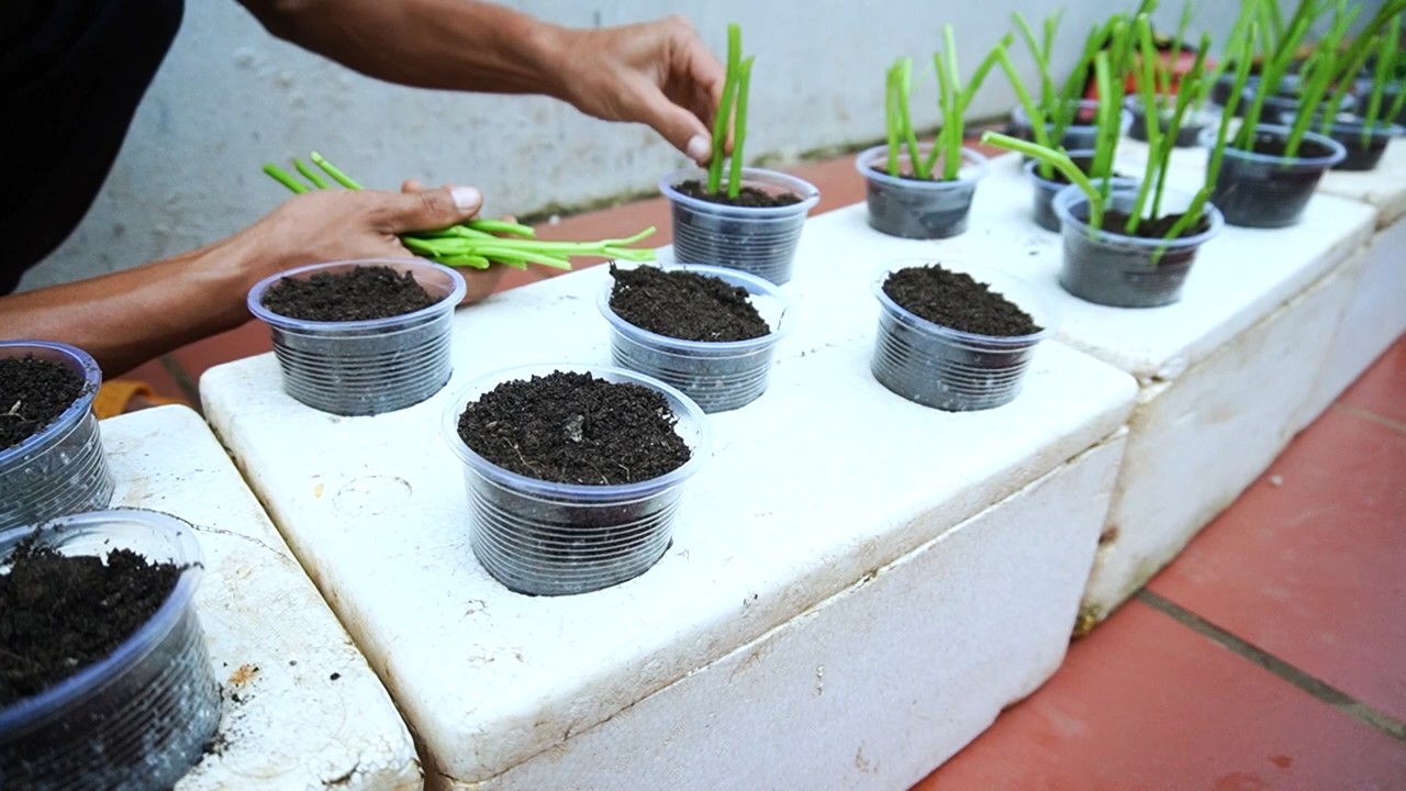 Self Watering Water Spinach