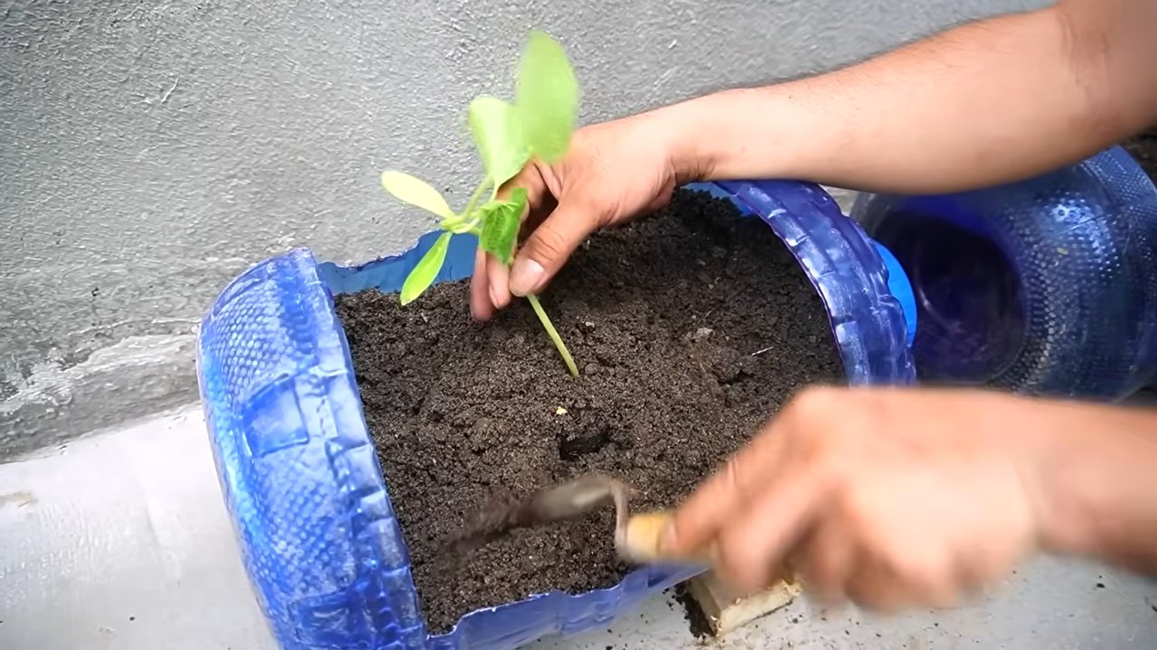 Grow giant pumpkins at home