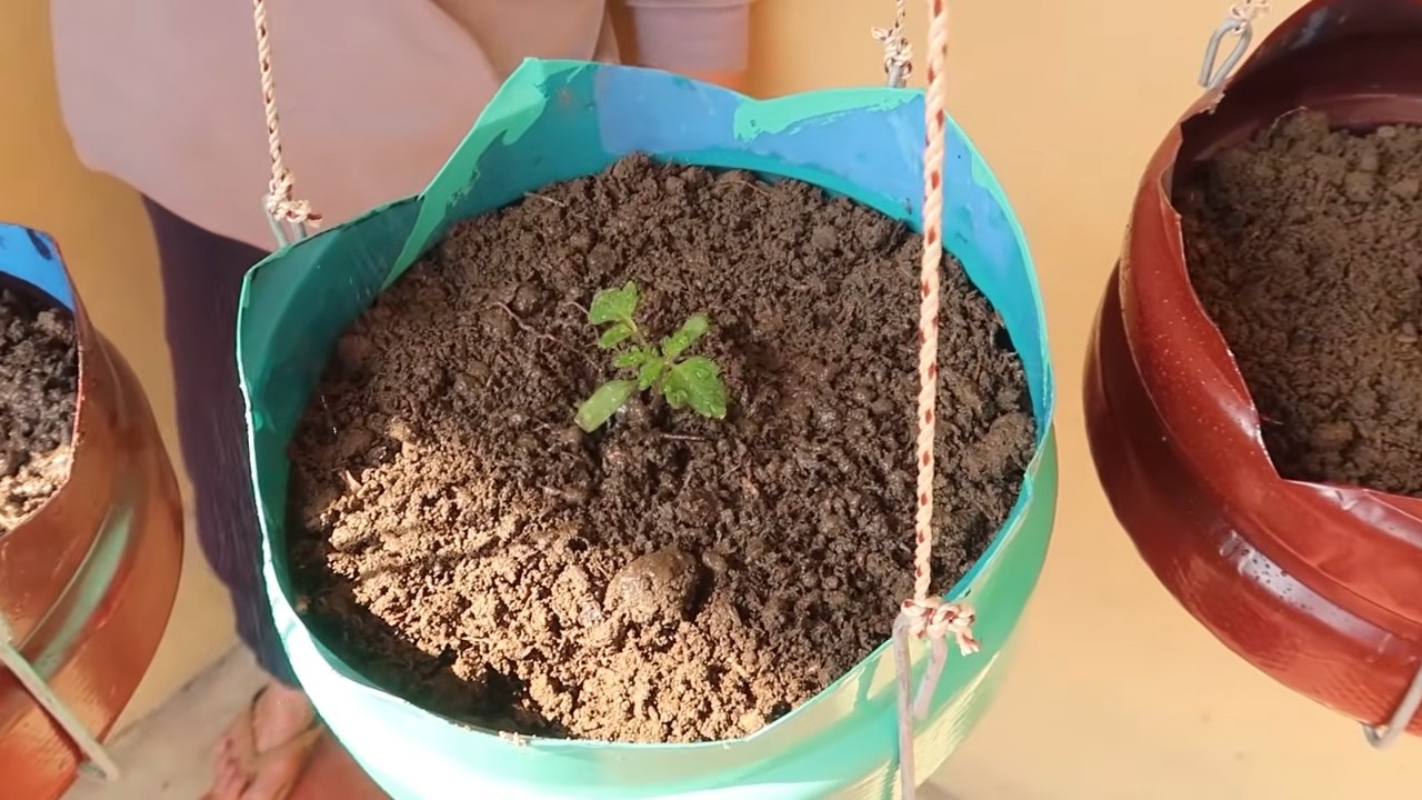 Tomato plant fruit routine