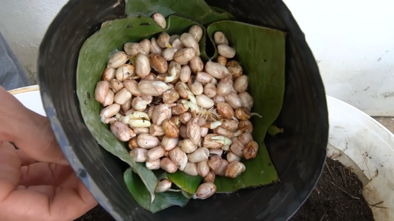 Growing peanuts in containers