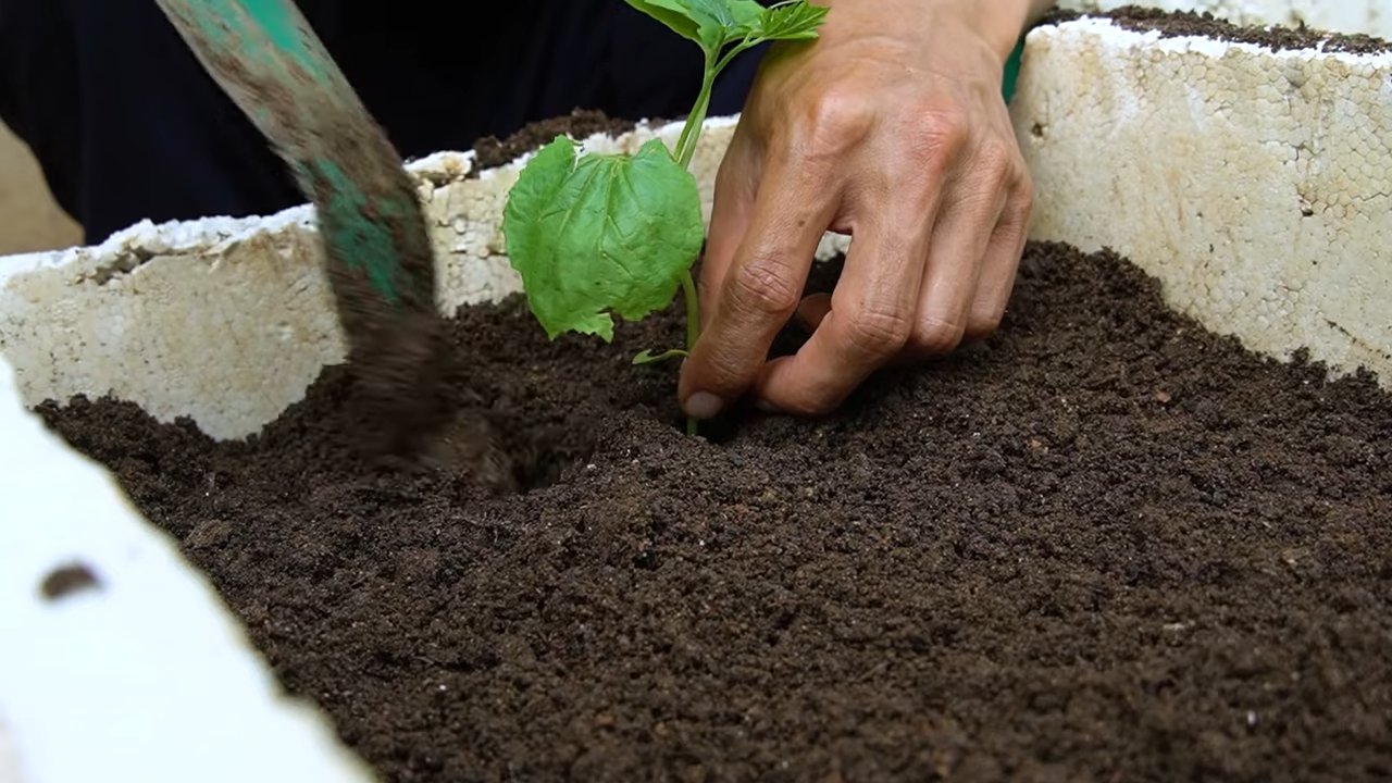Easy Bitter Gourd Setup