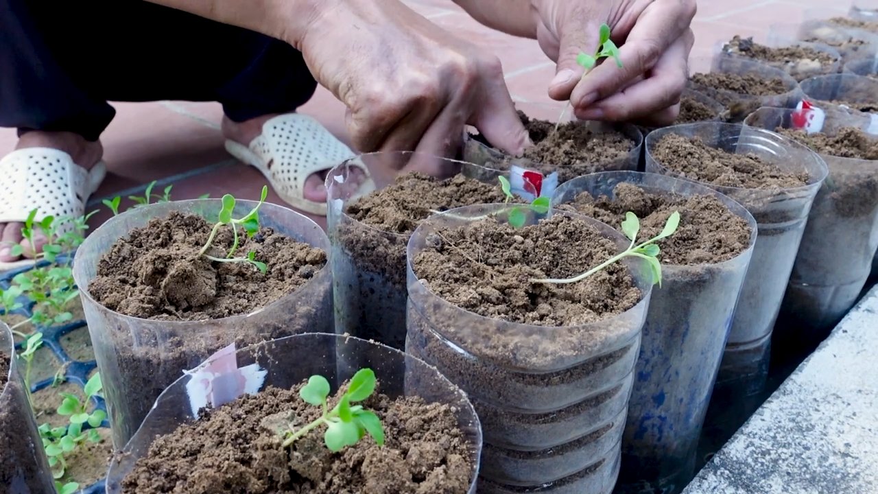 Small space gardening ideas
