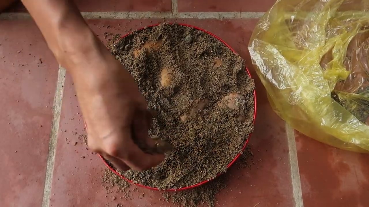 Growing potatoes in containers
