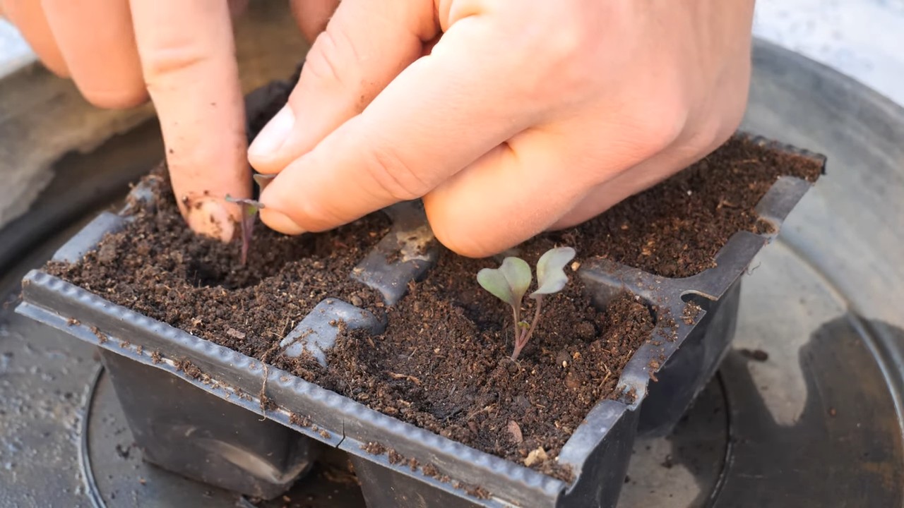 Balcony Red Cabbage Gardening