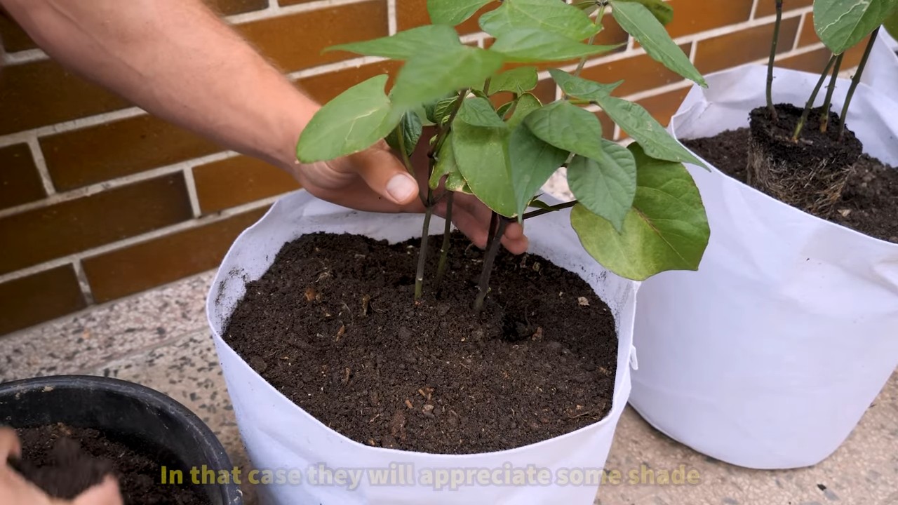 Growing bush beans at home