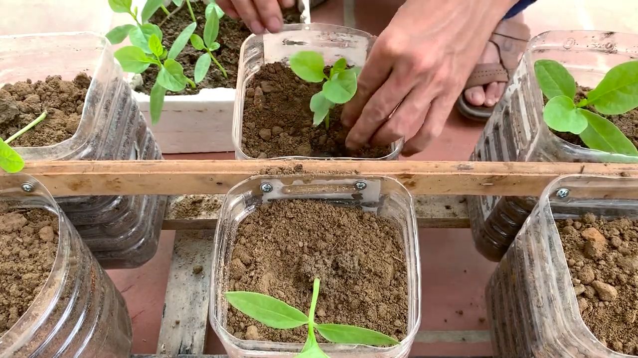 Grow Spinach All Seasons