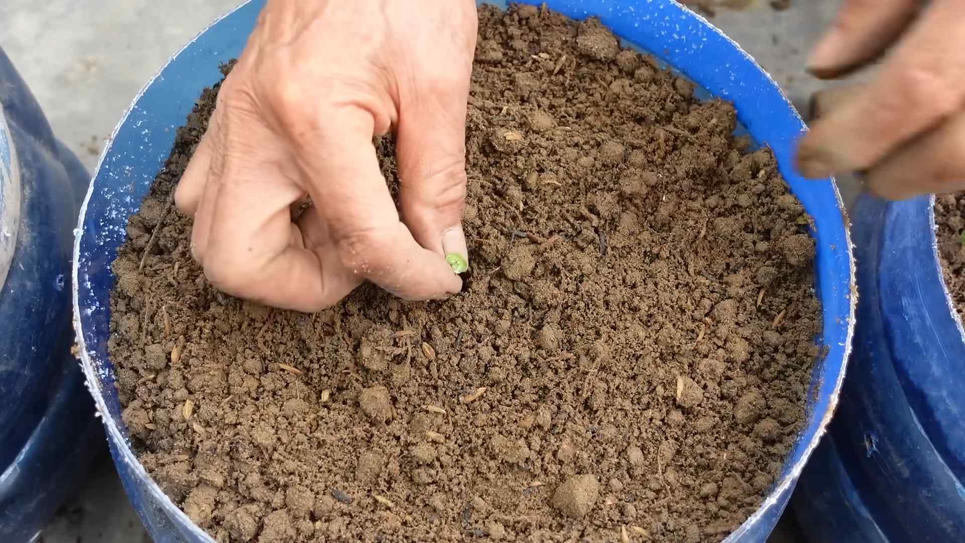 Growing Napa Cabbage at Home