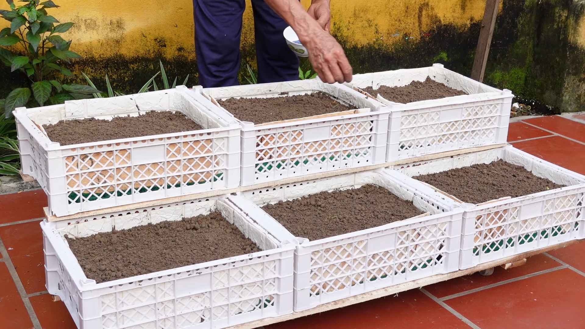 Growing vegetables at home