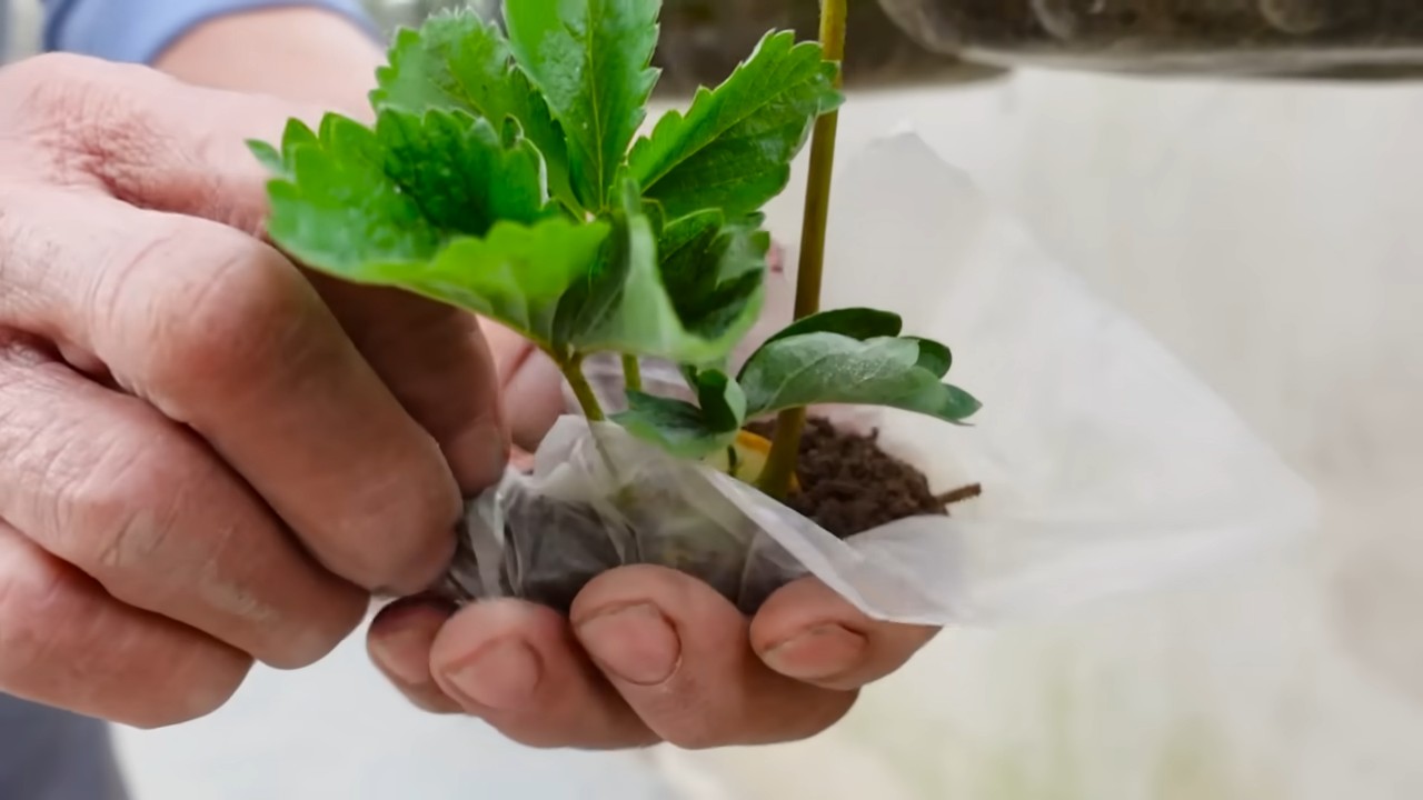 Strawberry growing without soil