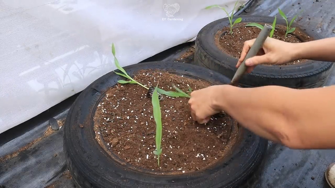 Black corn container gardening