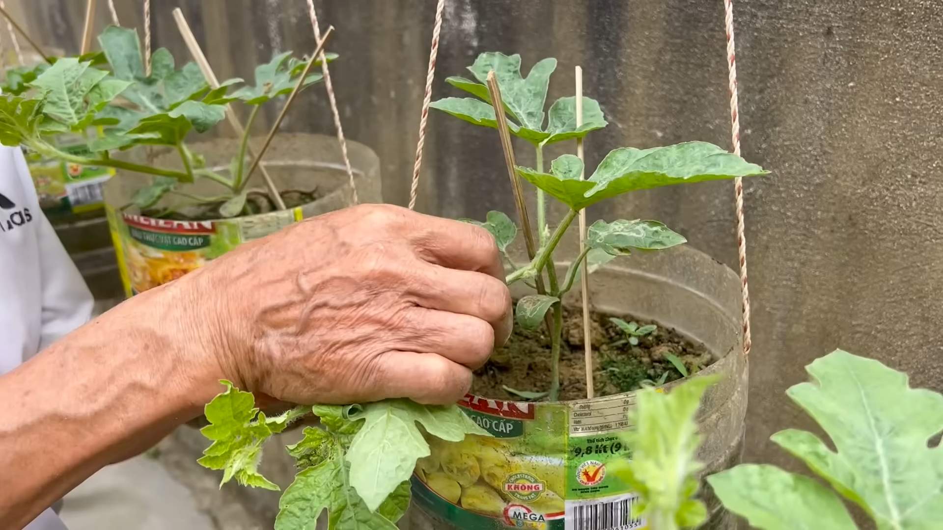 Bigger Watermelons Growing Tips