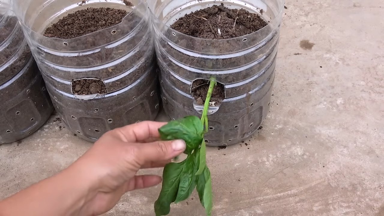 Bell peppers in bottles