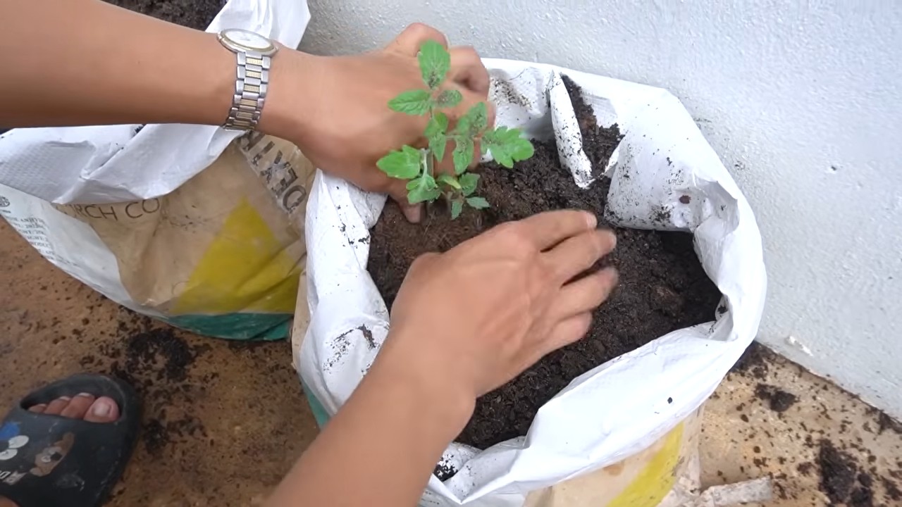 Tomato growing method